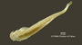 Scleronema operculatum FMNH 58080 holo d